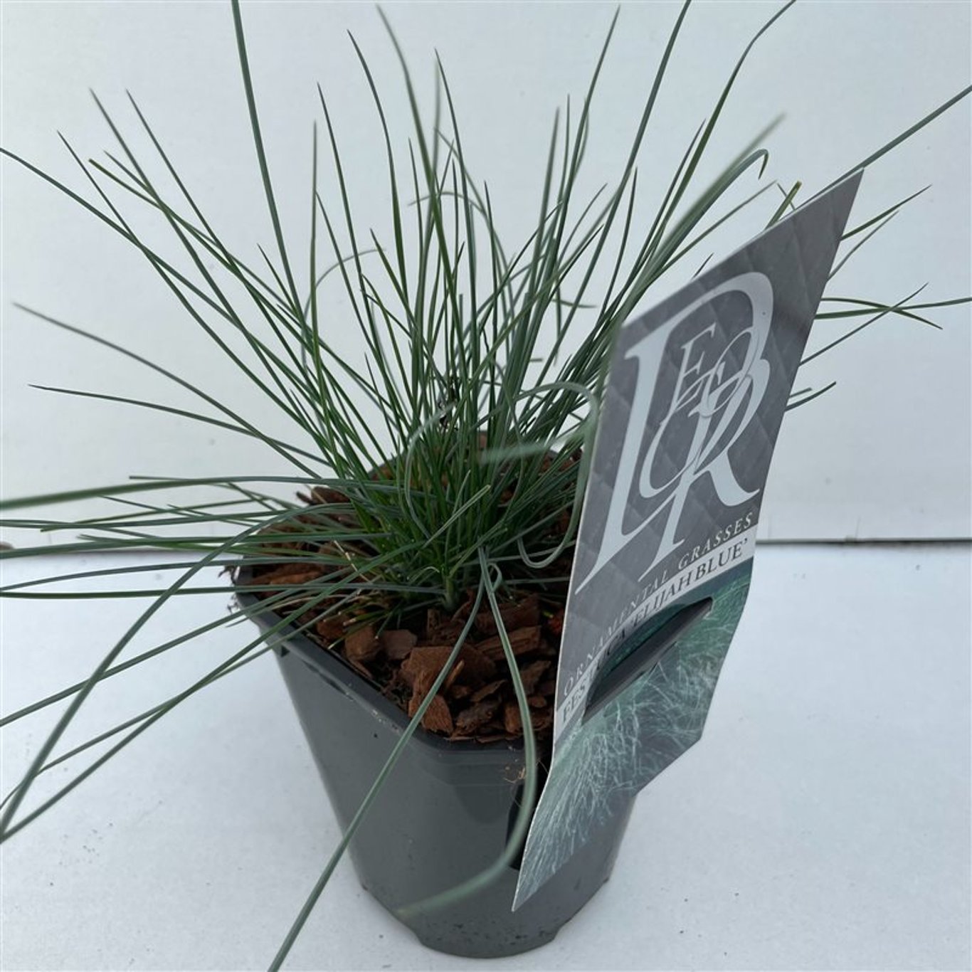 Festuca glauca 'Elijah Blue' - C1